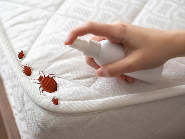 Best Pest Control Near Me  in Rush Springs, OK